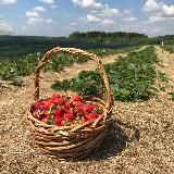 Долгиниха.рф ягодные просторы