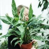 GreeneryHome