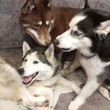 канал| Хаски с дивана