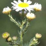 Ромашка Обдолбашка