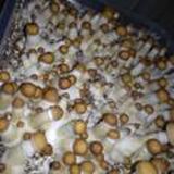 Грибы псилоцибинов - отзывы мои.