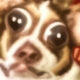 Жан Клад Отдал