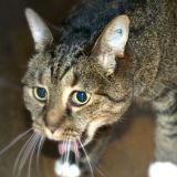 DISAGIO E COCA(COLA)🍻