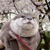 твари божьи