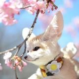 Фенекия и ее обитатели/Канал закрыт