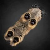 Записки Ппилифа