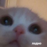 Chat куошек 💞