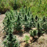 ☀️ Аут у Мастера ☀️