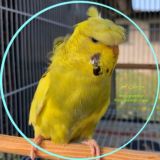 مرغ عشق کلیور