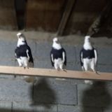 NAMANGAN KABUTAR ISHQIVOZLARI