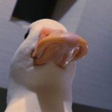 женский чатик