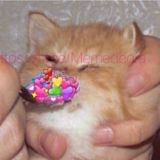 опатияхуятия2