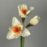 FLORCAT | цветы СПб МСК | доставка 24/7