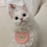 Котики 🤍 Коты 🤍 Котята 🤍 Кошки