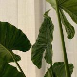 Lia Chat♡ | общение