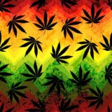 Шишки Украина