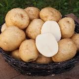 Хроники ботки