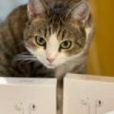 Перепродажа СМАРТФОНОВ, НОУТБУКОВ, и других БУ гаджетов