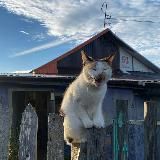 лиза ты свэг