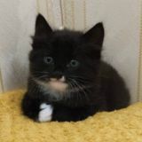 котята с авито