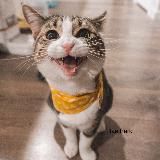 Мемы котиков ≽^•⩊•^≼