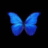 История Моды. ЗНАКИ