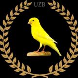 КАНАРЕЙКА ОВСЯНОЧНОГО НАПЕВА. ТАШКЕНТ 🇺🇿