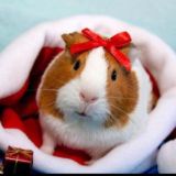 🌸Lady Holwinda / Alisa lps love 💕