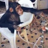 каликовчане