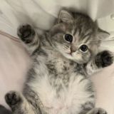 Чат CreepMods 🔥