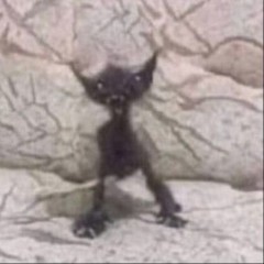 чатик худышек🐾
