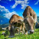 Наслли чорва!