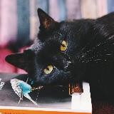 Научкот // PopScienceCat