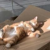 Цензурный котик в ожидании среды!!