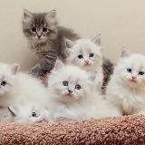 Издевательство над искусством