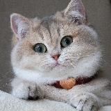 Хихикающие котики