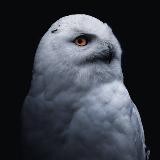 La civetta bianca