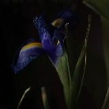 noir ⋆₊˚ ☽ ˚₊⋆ noir