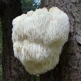 Культивация грибов. Ежевик (Ежовик) Гребенчатый. Lion's mane.
