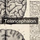 Telencephalon