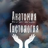 Анатомия | Гистология